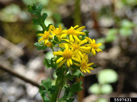 Cressleaf Groundsel Packera Glabella