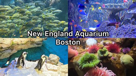 New England Aquarium Boston Youtube