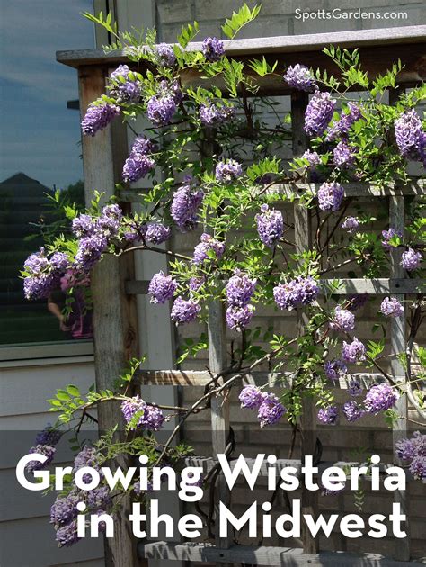 Growing Wisteria In The Midwest Spotts Garden Service