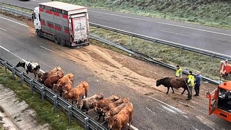 Vuelca Un Cami N Que Transportaba Vacas En La A En Abad N Lugo