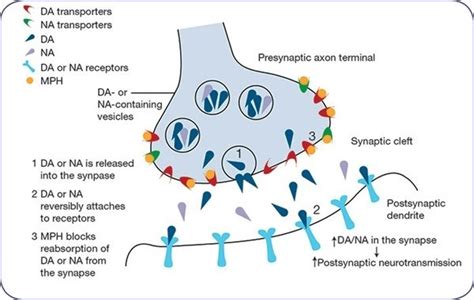 Are there neurons with receptors for both dopamine and norepinephrine? - Quora