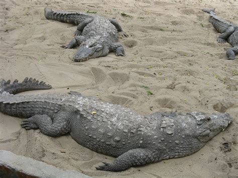 Do Crocodiles Feel Pain Explained