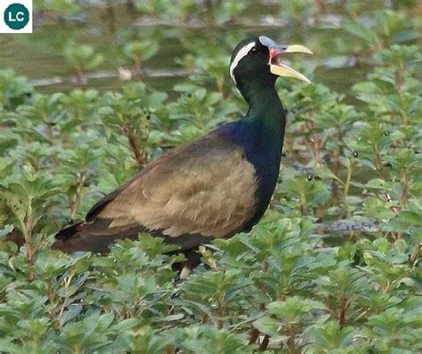 ☎️ Wonderbirdspecies 🚦🚦 Bronze Winged Jacana