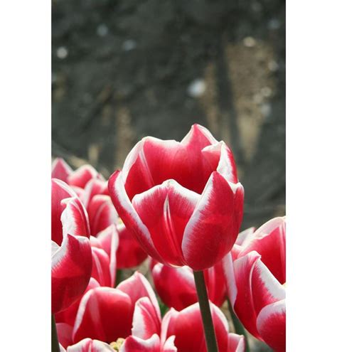 Tulipa Leen Van Der Mark