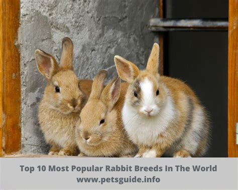 Top Most Popular Rabbit Breeds In The World