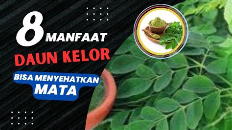 Mengungkap 8 Manfaat Dahsyat Makan Daun Kelor Untuk Kesehatan Tubuh