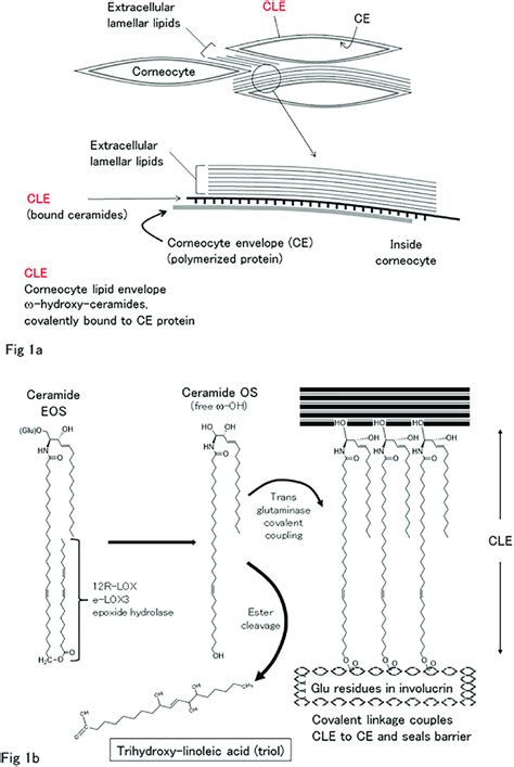 Structures of stratum corneum and formation of the corneocyte lipid... | Download Scientific Diagram