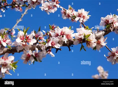 Almond Trees In Bloom Stock Photo Alamy