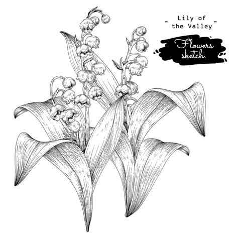 Lily Of The Valley Flower Hand Drawn Sketch Botanical Illustrations