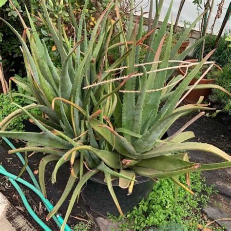 Why Is My Aloe Plant Turning Brown What Causes Brown Tips