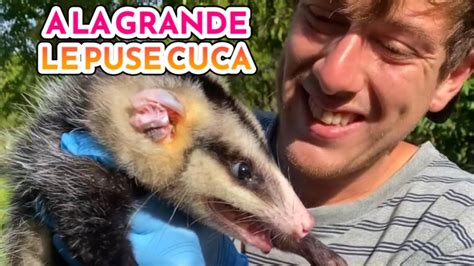 Comadreja overa o Zarigüeya Ya conoces a este marsupial Didelphis