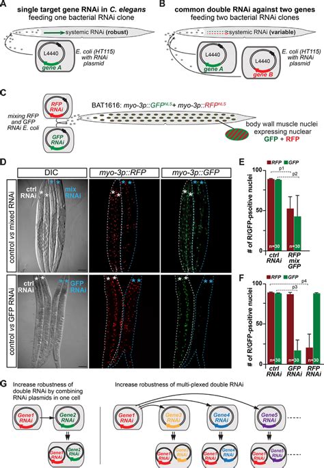 Double Rnai In C Elegans By Feeding Mixed Rnai Bacteria A Rnai In