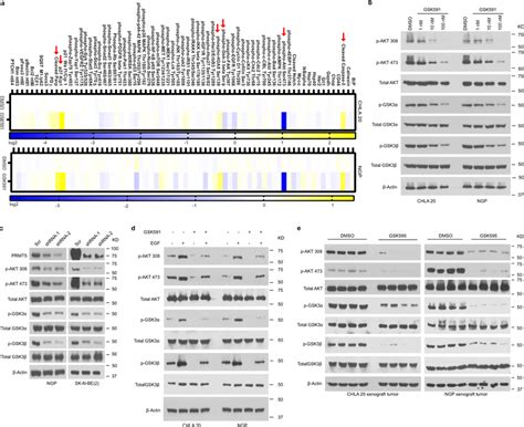 Prmt Inhibition Impairs Akt Signaling A Proteomics Based Pathway