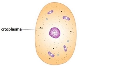 A célula - CITOPLASMA