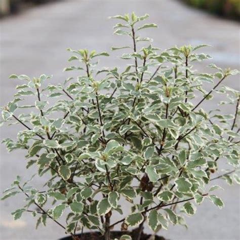 Pittosporum Tenuifolium Variegatum Pittosporum Feuillage Panach