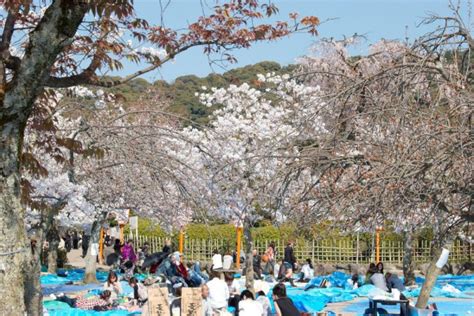 Spot Melihat Bunga Sakura Di Jepang Bikin Terpana