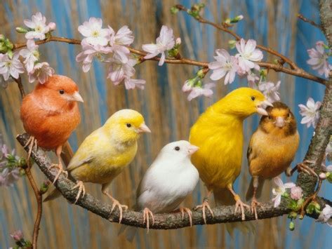 Canaries = A great birdy for BEGINNERS. - Unique Pets