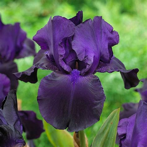 Matinata Bearded Iris Iris Germanica American Meadows