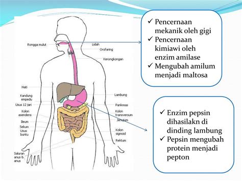 Ppt Proses Pencernaan Pada Manusia Powerpoint Presentation Free