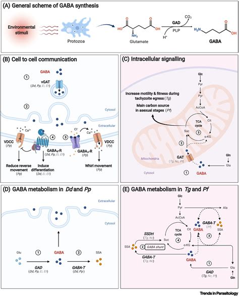 Physiological roles and metabolism of γ aminobutyric acid GABA in