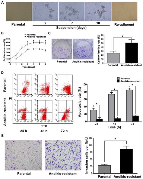 Tyrosine Receptor Kinase B Silencing Inhibits Anoikisresistance And