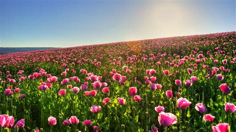 24 Most Beautiful Flowers Wallpapers Wallpaperboat