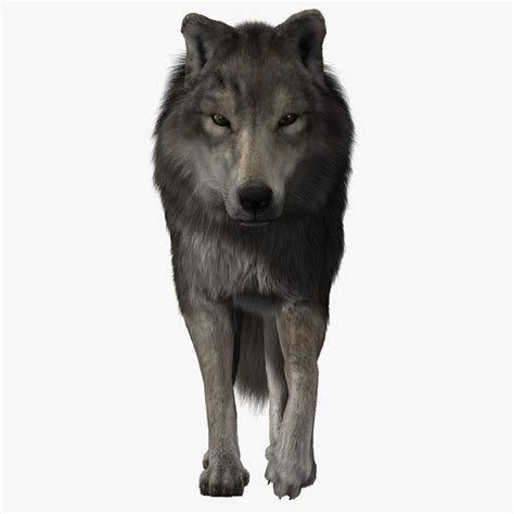 Modelo 3d Wolf Rig Xgen Turbosquid 1548295