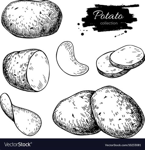 Potato Drawing Set Isolated Potatoes Heap Vector Image