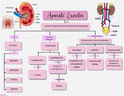 Real Teseo Untado sistema excretor anatomia pájaro Arco iris Prohibición