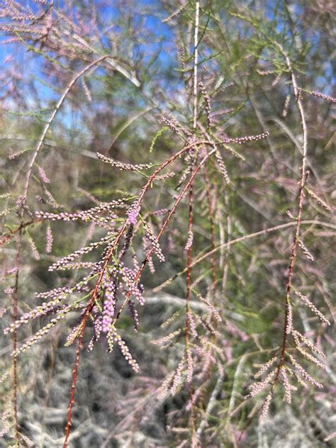 Tamarisks From Wetlands Park Friends Las Vegas NV US On March 31