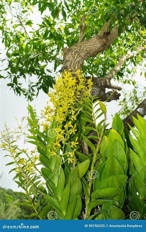 Wild Yellow Orchids In A Jungle On A Tree Stock Image Image Of Bloom