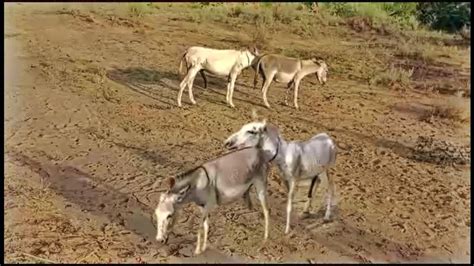 White Male Donkey And Female Donkey In My Village Mp2animals Youtube