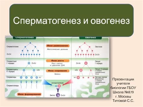 Сперматогенез и овогенез презентация, доклад