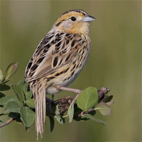 Ammodramus Leconteii Le Conte S Sparrow