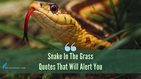 Snake In The Grass Quotes Quotesmoon