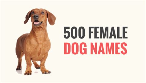 500 Golden Retriever Names: Popular Male And Female Names - blackvelvetpets