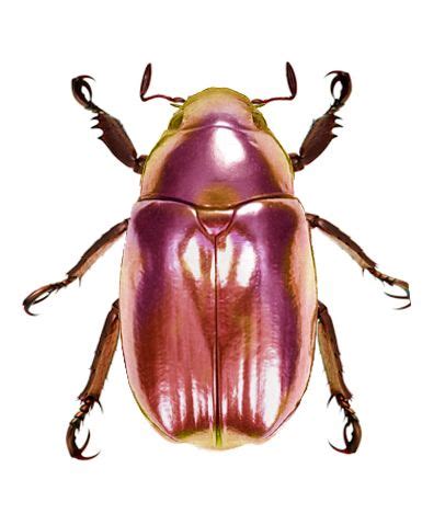 Pink beetle – Artofit