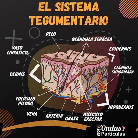 El sistema tegumentario Sistema tegumentario humano Anatomía de la