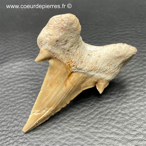 Dent de requin fossile otodus obliquus du Maroc réf dro11 Cœur de