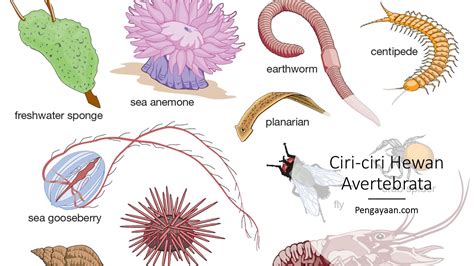 Detail Contoh Hewan Avertebrata Adalah Koleksi Nomer