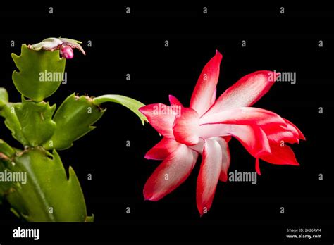 Christmas Cactus Macro Dark Schlumbergera Stock Photo Alamy