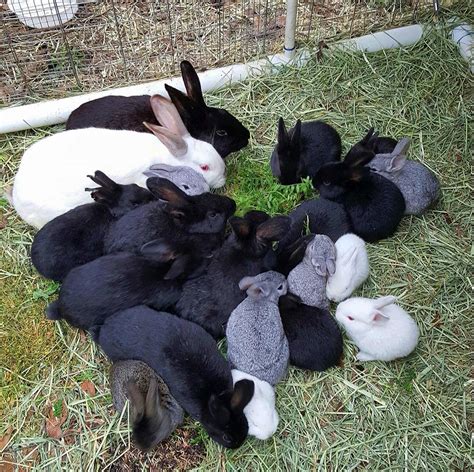 8 Reasons Why I Am Raising Meat Rabbits The Homestead Garden