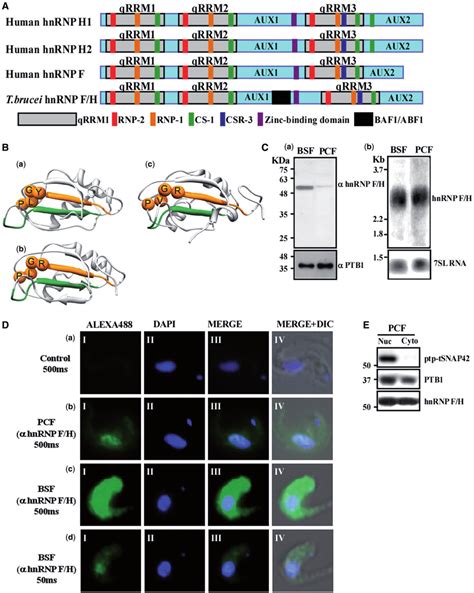 Identification And Localization Of The HnRNP F H Homologue In