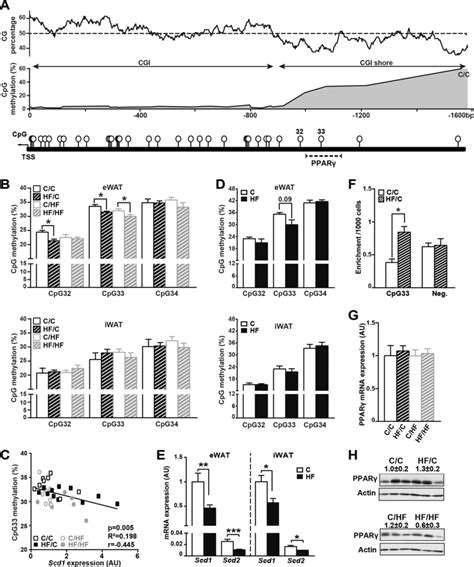 Adult Hf Offspring Display Decreased Scd1 Promoter Dna Methylation Download Scientific Diagram