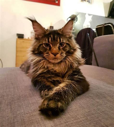 Karakter Kucing Maine Coon