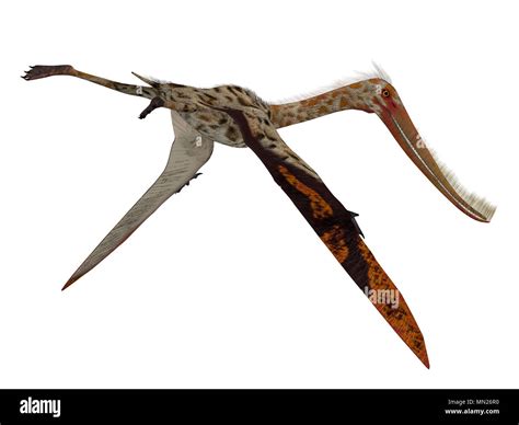 Pterodaustro Guinazui Hi Res Stock Photography And Images Alamy