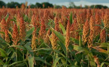 How To Grow Sorghum Hunker