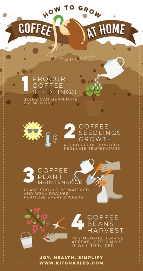 How To Grow Coffee At Home Infographic Coffee Farm Coffee Tree