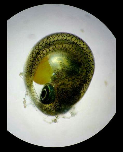 How a fish embryo looks under the microscope : r/mildlyinteresting