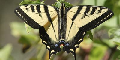 Western Tiger Swallowtail Butterfly, size, colors, life span, host ...